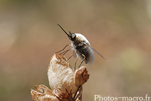 Bombylius minor